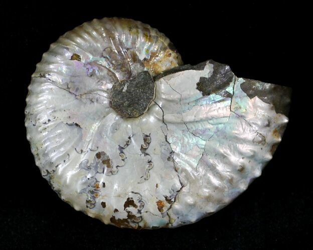Discoscaphites Ammonite - South Dakota #22703